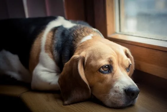 Dog Heartworm Symptoms