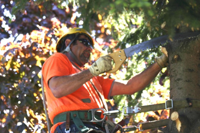 Tree Surgeons